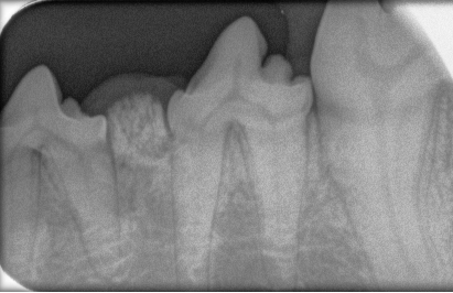 DentalVetbis2_tcm541-103397
