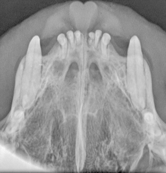 DentalVetbis3_tcm541-103398